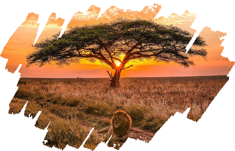 Sunset behind a tree and a lion lying on the ground