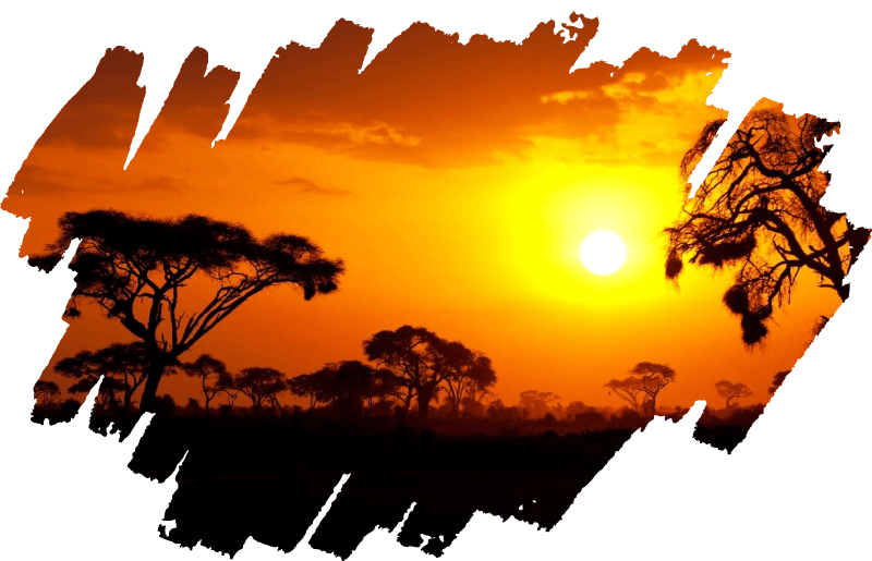 Sunset with trees silhouette