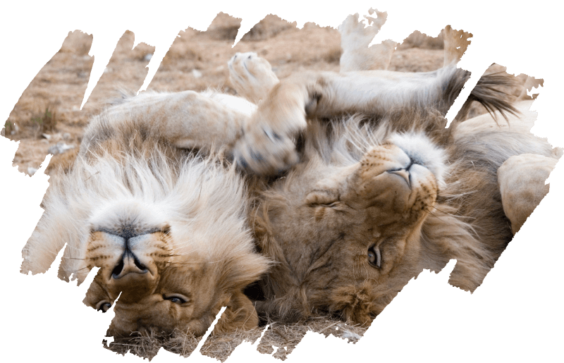 Two lions laying on the ground