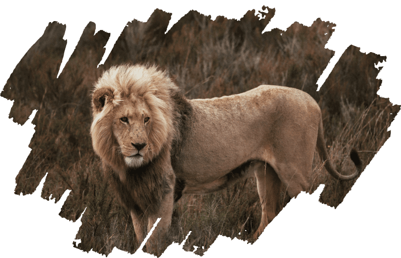 A lion on a dry field
